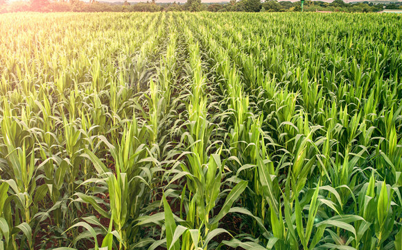 Agriculture Insurance